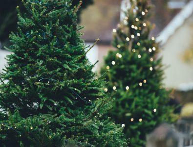 reciclar su árbol de Navidad
